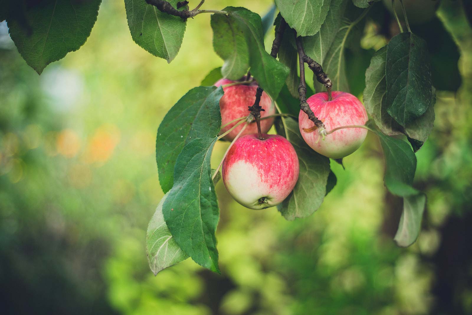 Why the “Forbidden Fruit”?